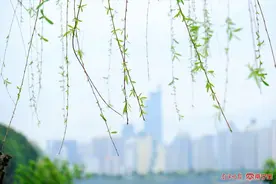 广西三月三假期，南宁天气如何？图片