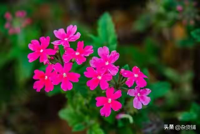 四季更迭，风光无限，跟着时节走，品深秋最浓郁醉人的诗意