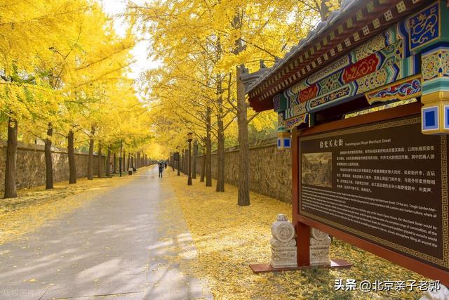 北京秋日Citywalk全攻略｜本周银杏黄金路线追秋指南