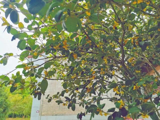 惠聚美好丨秋来桂香飘，寻味红花湖