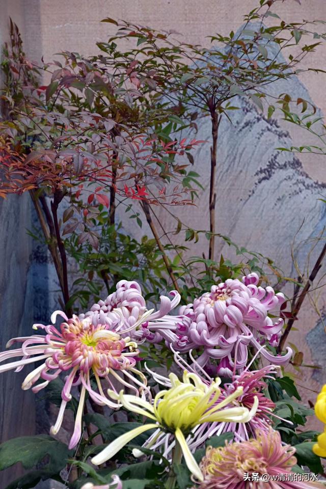 菊花是秋天里美丽的图画