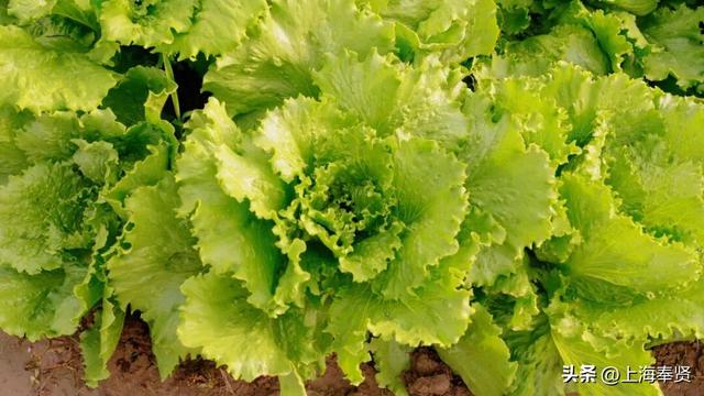 在海湾镇，遇见冬日的浪漫颜色