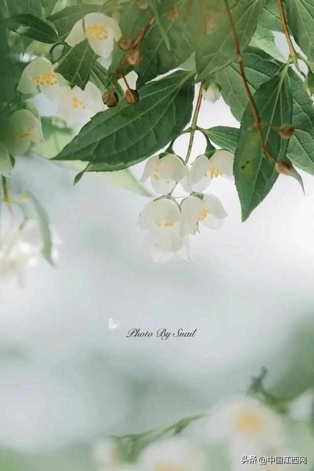 梅花开了！江西这些赏梅胜地太好拍