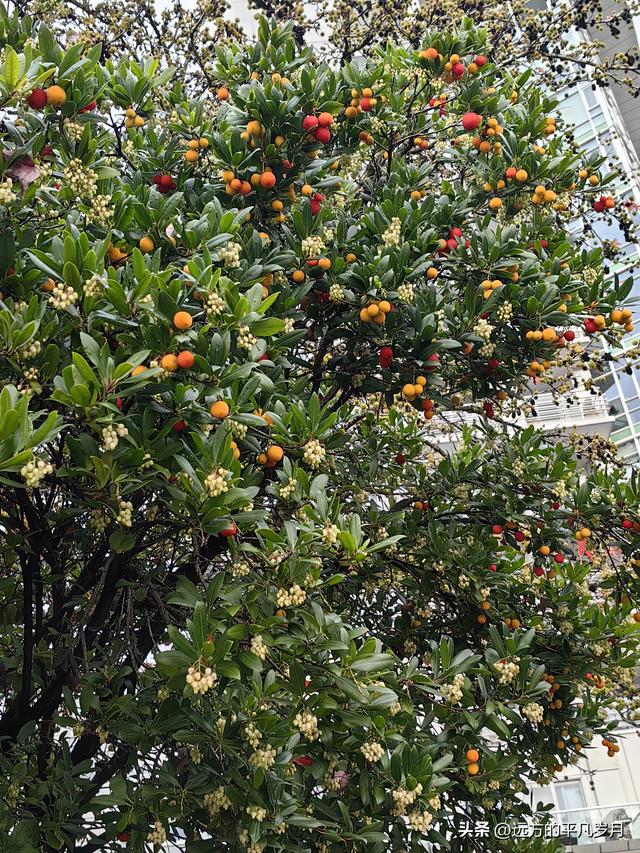 温哥华游记（六）