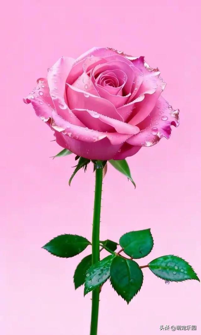 雨丝洒向大地，白花红花不期而遇，这份美好让人心灵震撼