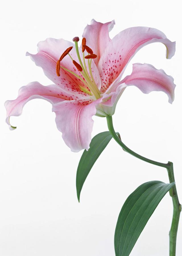 这些花的花语你都知道吗?