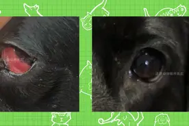狗狗第三眼睑红肿、增生、上抬包裹住一半眼球，滴药痊愈图片