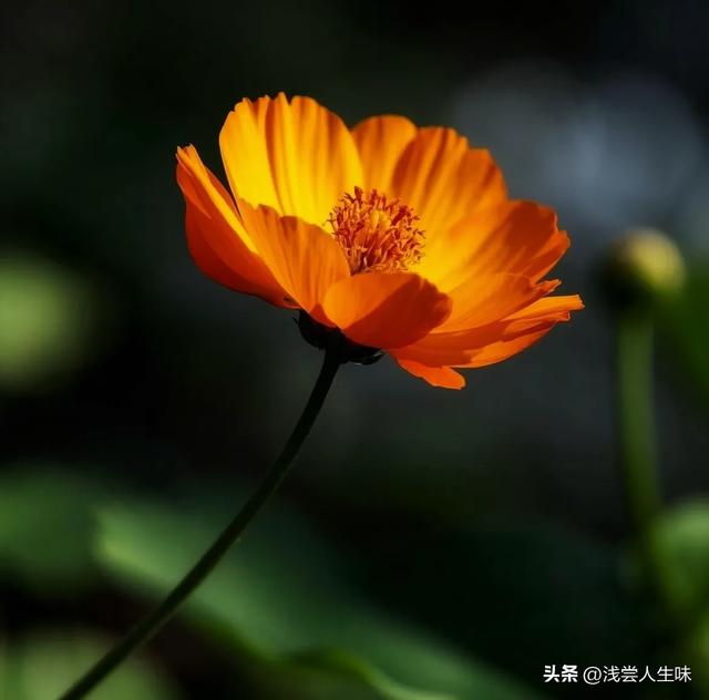 搞定50岁女人最高级的套路：不是讨好，而是让她上瘾的4个暗招！