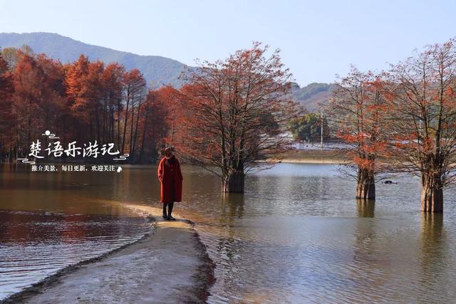 浙江绍兴的新晋网红打卡地，因月牙弯而走红，湖杉鹭影美不胜收