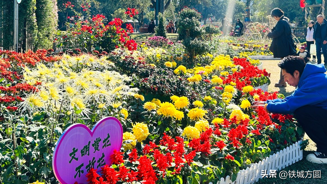 菊香满邵武！第二十届菊花艺术展惊艳绽放，邀你共赏秋韵
