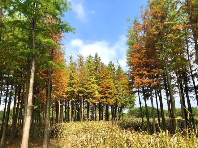 秋色斑斓美如画