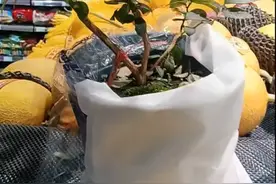 好看又好吃！蓝莓盆景成室内绿植新宠儿图片