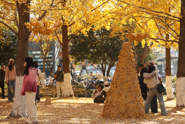没扫的落叶，都去哪儿了？拱墅这片银杏林靠它火了