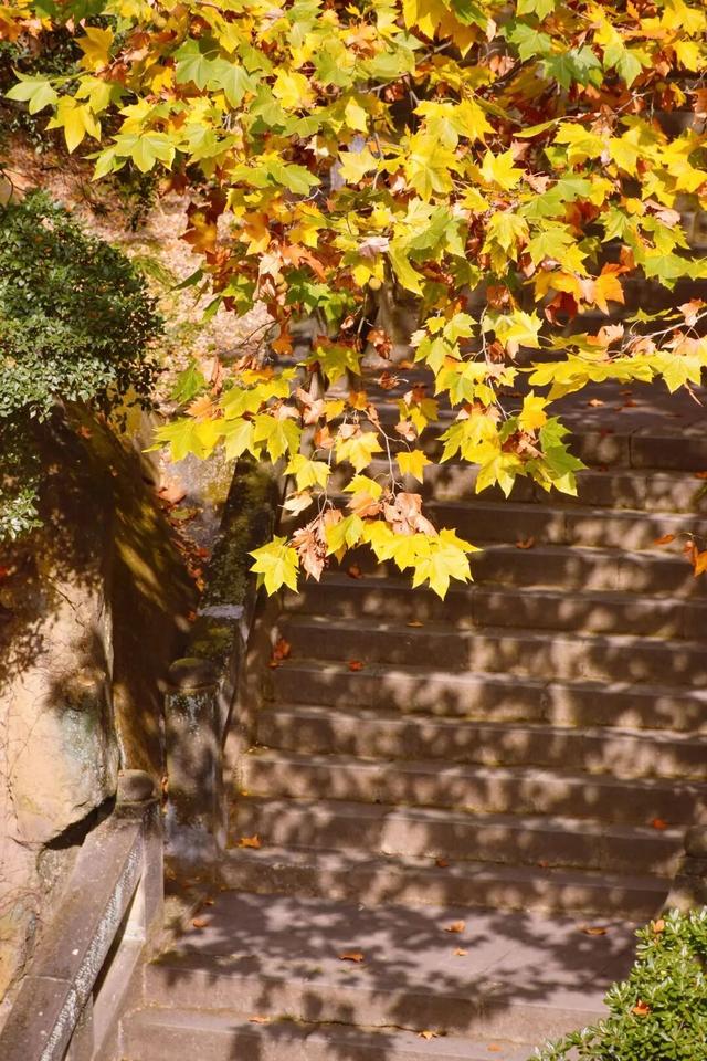 秋韵正当时，放慢脚步，来皇泽寺与千佛崖走一走~