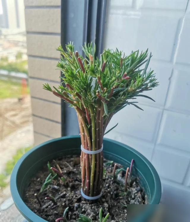 北京一45岁姐姐，因“穷养太阳花棒棒糖”而走红，省钱又治愈！