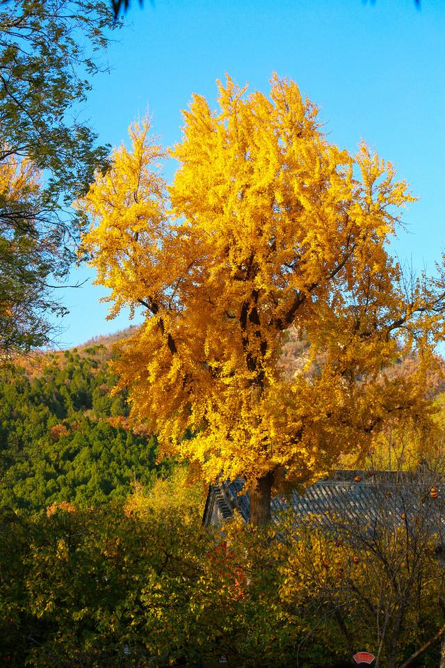 泰山普照寺，那最后的一树金黄