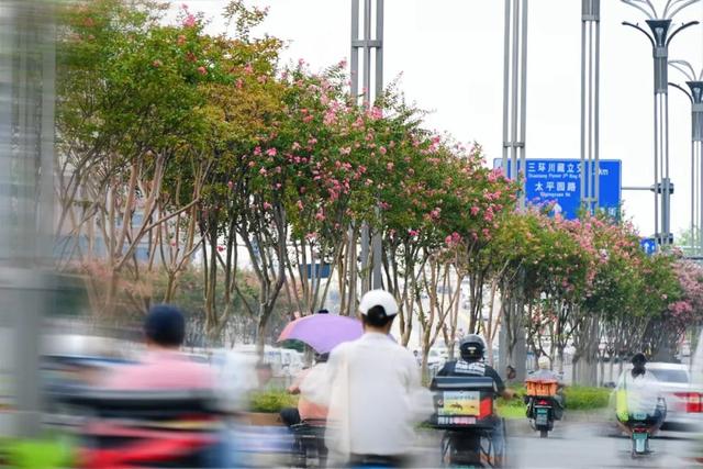 紫薇映夏，探寻武侯街头绽放的诗意