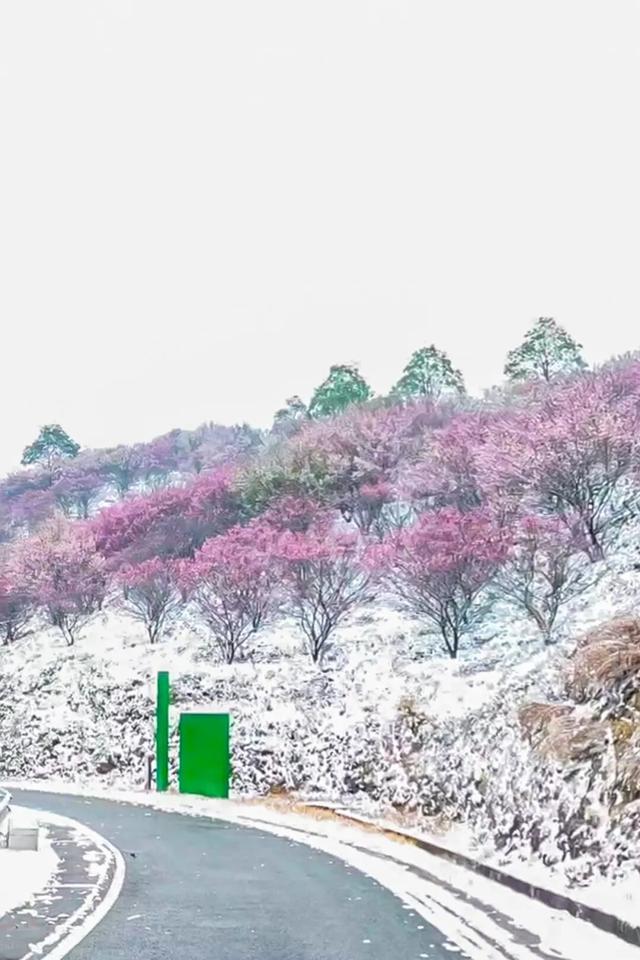 大寒至，雪满黄陂梅正香！