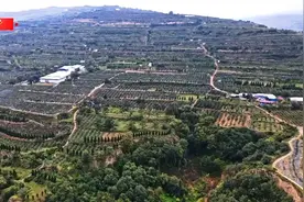 习近平甘肃行丨一颗苹果映红百姓致富路——走进麦积区南山花牛苹果基地图片