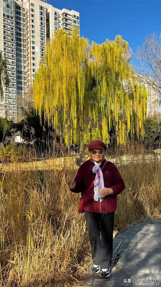 李友珍||岁月倏然·菊韵飘香——紫竹院公园的菊展