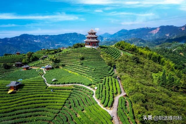 中国最美茶山，能喝到顶级好茶？喝一口记一辈子