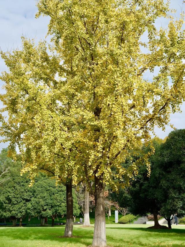 周末N次方 | 打开这份江汉赏秋图鉴→