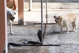 小狗咬死3米眼镜王蛇，一只死亡一只失明，只为保护主人图片