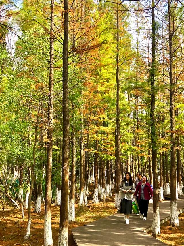 秋色斑斓美如画