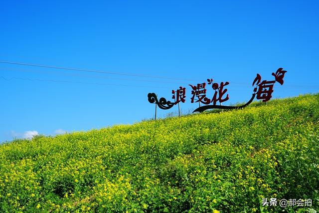 青海门源万亩油菜花海：登上四个观景点，各有风情入画来！