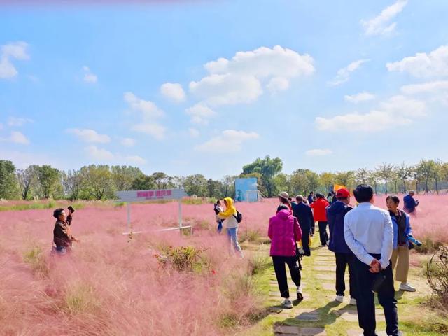 斑斓秋日红荷湿地 “赏草季”浪漫开启~~~