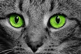 猫咪眼睛颜色：从蓝色到紫色的奇幻之旅，你家猫咪眼睛是什么颜色图片