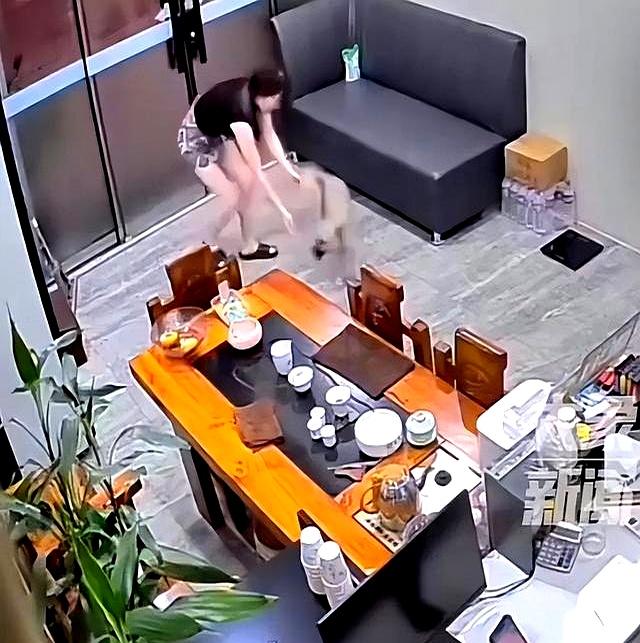 狗狗被送人后冒雨跑十几公里回家！狗主人：再也不会送人了！