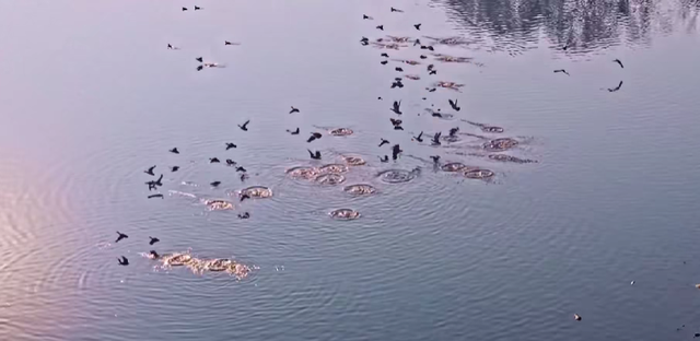 馋嘴寻味临朐九山大集，一口地道解乡愁！