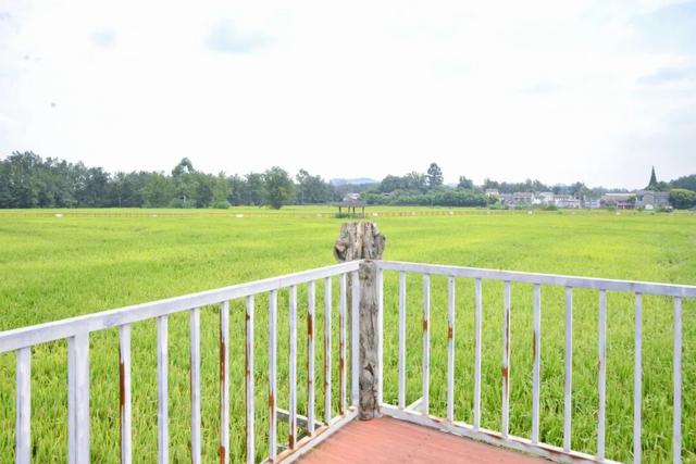 稻浪、长廊、观景台……新津宝藏乡村，“丰”景入画