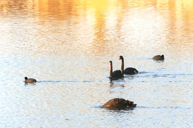 山东变身“候鸟天堂”，点击Get冬日限定浪漫
