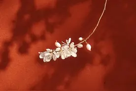 西安广仁寺的春天，围观山桃花的摄影师一波又一波，背景墙好美图片