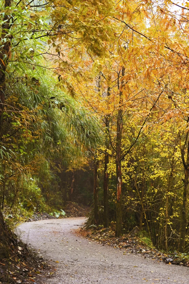 成都周边一日往返，6个小众不废腿的彩林秘境，0门票！