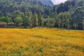 国庆玩转贵阳｜赏花指南来了图片