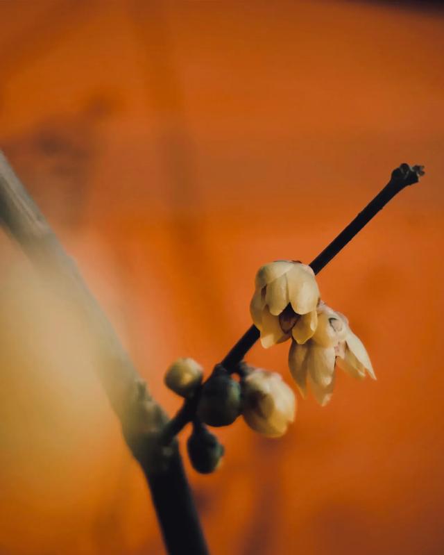 没想到北京卧佛寺 千年铜佛旁求offer 皇家寺庙成新晋求职打卡