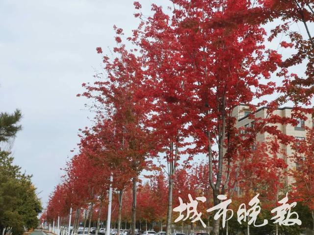 长春“醉”美赏秋攻略：循着落叶的轨迹，邂逅斑斓盛装