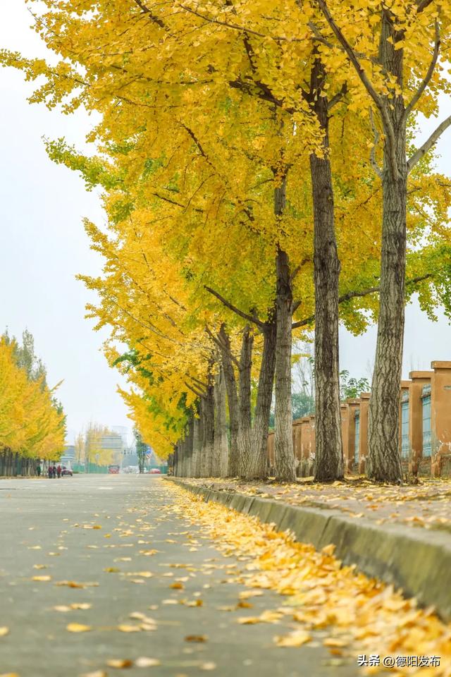 德阳冬季的“顶流”来了！错过等一年……