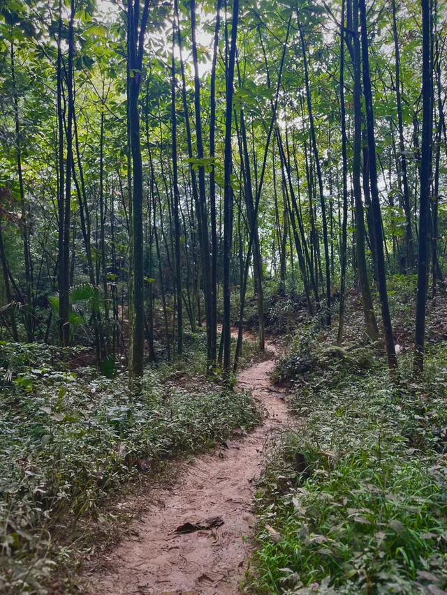 成都1.5小时可达的野山，斗底山徒步真的很酸爽！