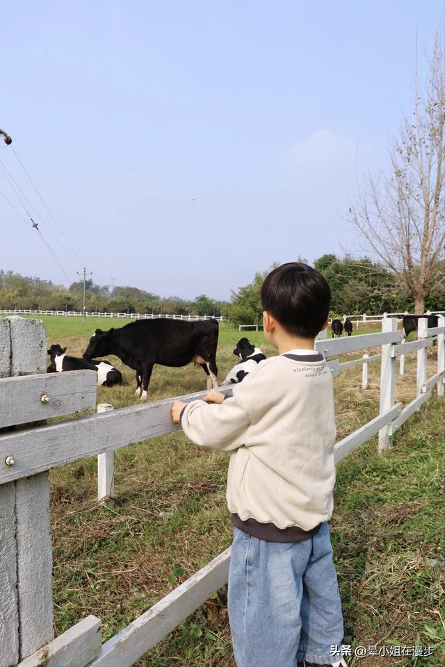 成都周边的“新西兰”牧场，看奶牛、喂萌宠、吃烧烤，被自然治愈