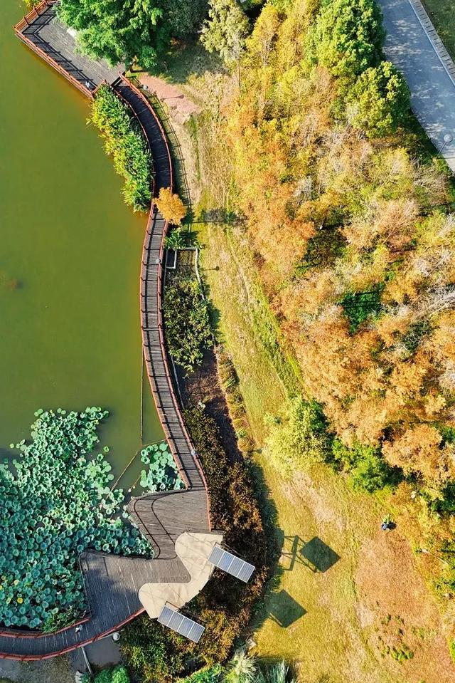 最高气温20℃！重庆人快来这些公园晒太阳