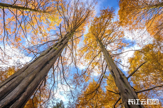 评分秋色：随州为啥被称为“杏”运城市？