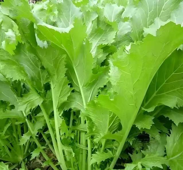 零下6度冻不死，这六种菜现在种正当时