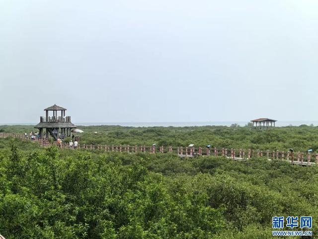 绿动广西 | 当“跳跳鱼”邂逅“海上森林”