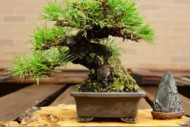 6种高端松树盆景，日本品种占一半，最后1个却是中国一级保护植物图片