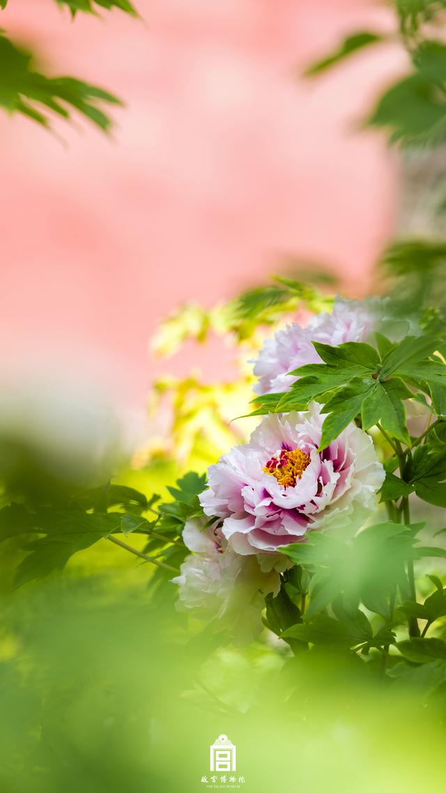 故宫的芍药牡丹，那才是真正的皇家富贵之花