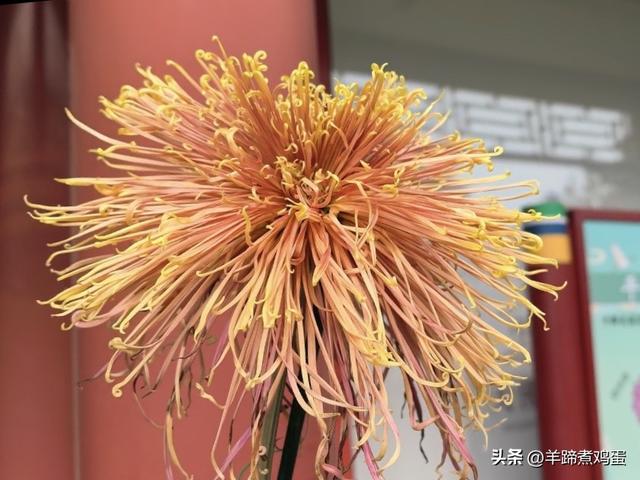 秋风独宠一园菊，晚来香艳出樊篱——北京北海公园2025年菊花展